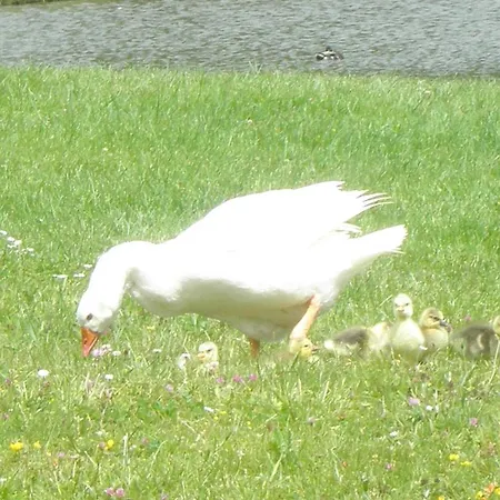 Domaine Du Moulin De L'etang *