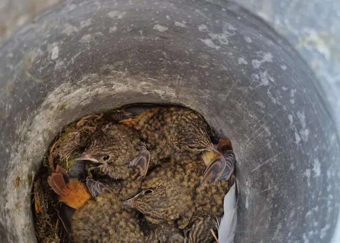 Domaine Du Moulin De L'etang Bed and Breakfast 3*